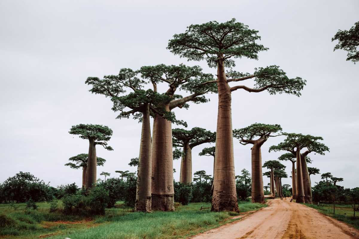 Discover the Benefits of Baobab and How to Add It to Your Diet